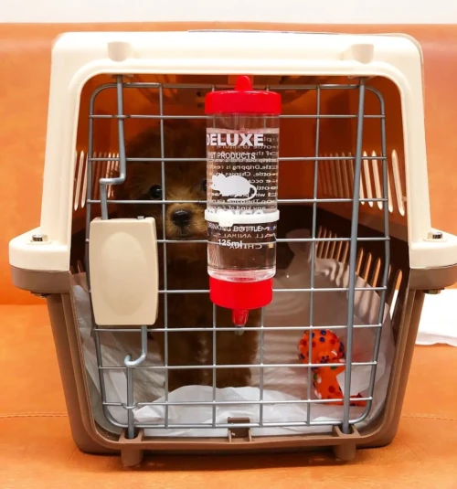 toypoodlehomeus-20250627-0001 toypoodlehomeus-20250627-0001