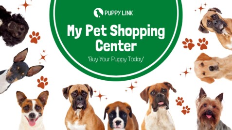 Brown-White-Photocentric-Dog-Training-Center-Facebook-Cover.jpg