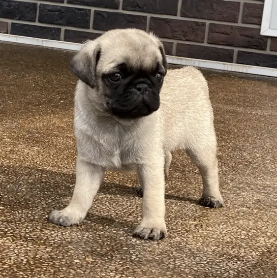 Cooper Male (4)