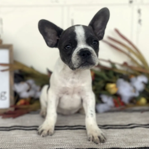 Französische Bulldog Welpen