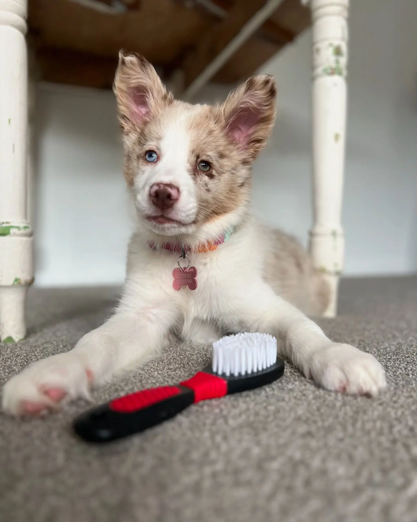 border collie-Zoe (7)