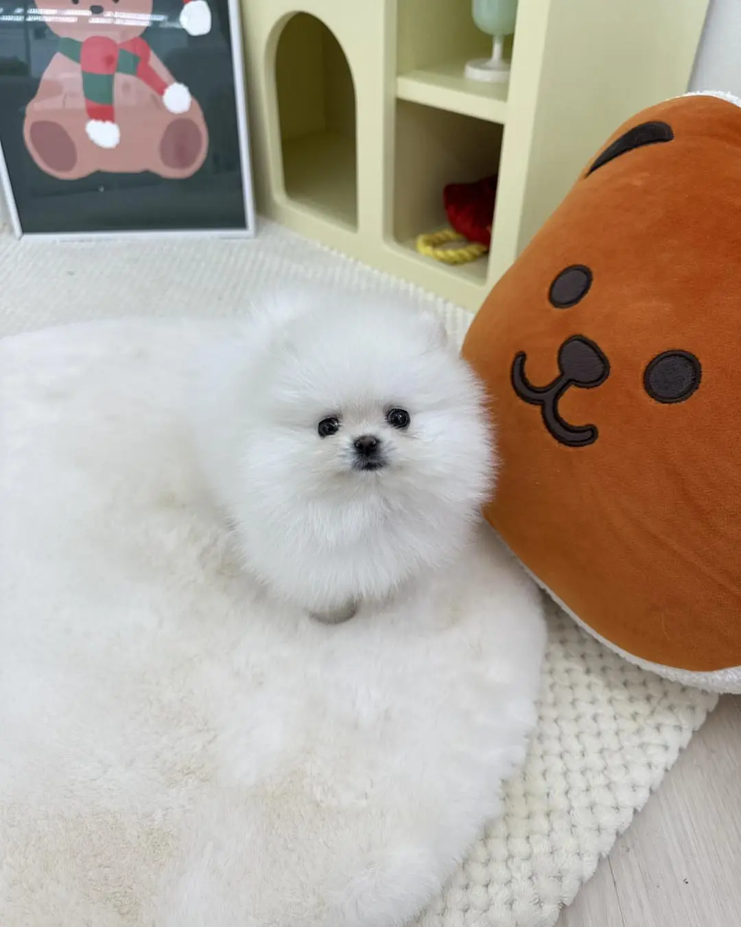 pomeranian3 (16)