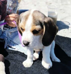 Beagle Welpen