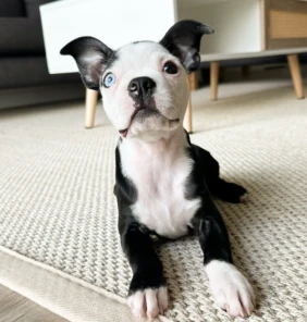 boston terrier-miba (3)