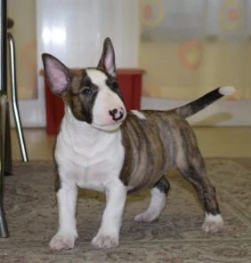 bull terrier