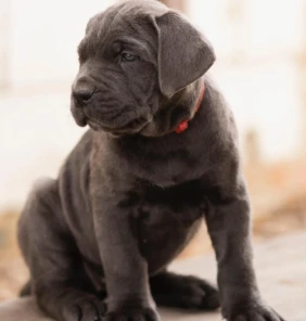 cane corso (7)