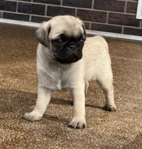 Cooper Male (4)