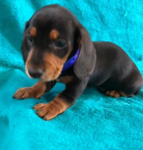 dachshund_
