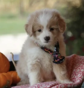 Emmy Lou (3)