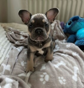 Französische Bulldogge Welpen