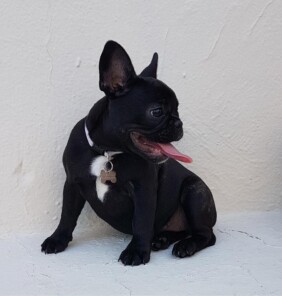 Französische Bulldogge