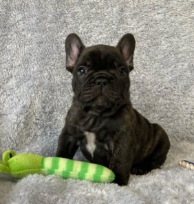 Französische Bulldogge Welpen