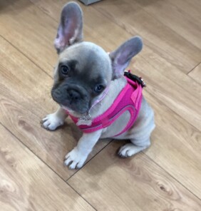Französische Bulldogge