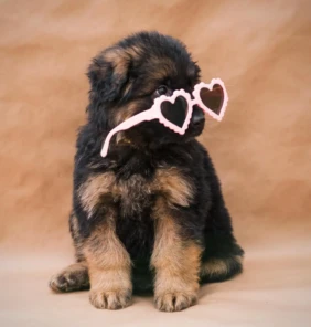 german shepherd