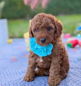 goldendoodle (3)