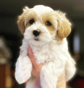 Harvanese (1)