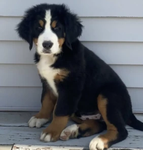 Koda (1)