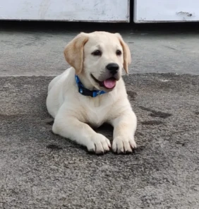 labrador 6 (1)
