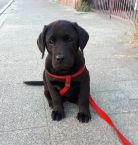 labrador4 (4)