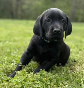 labrador5 (7)
