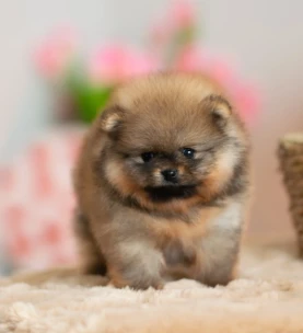 pomeranian (18) pomeranian (18)