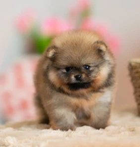 pomeranian (18)