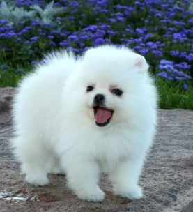 pomeranian (4) pomeranian