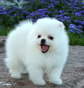 pomeranian