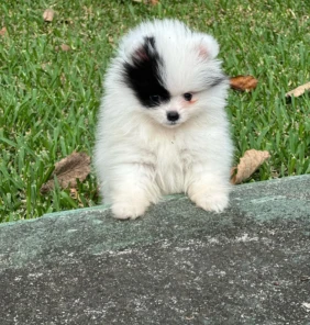 pomeranian (5)