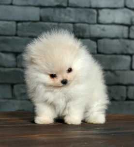pomeranian (58) pomeranian (58)