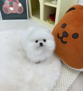 pomeranian3 (16) pomeranian3 (16)