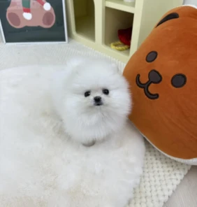pomeranian3 (16)