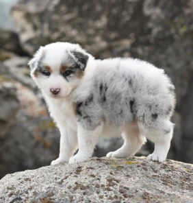 pomsky 1 (1)