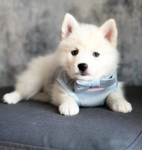 pomsky1 (12)