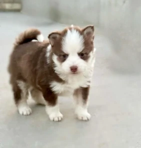 pomsky1 (36)