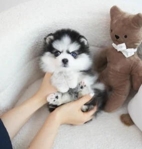 pomsky1 (61)