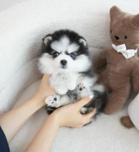 pomsky1 (61) pomsky1 (61)