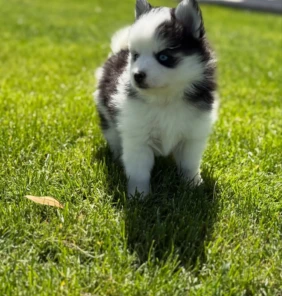pomsky1 (7)