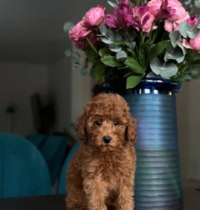 poodle two (17)