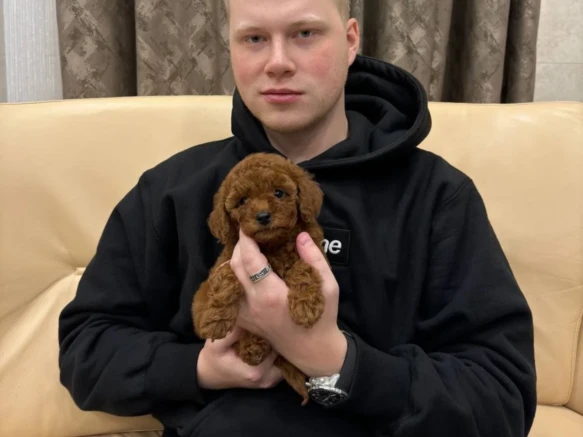 toy_poodle__lovers-20250627-0088